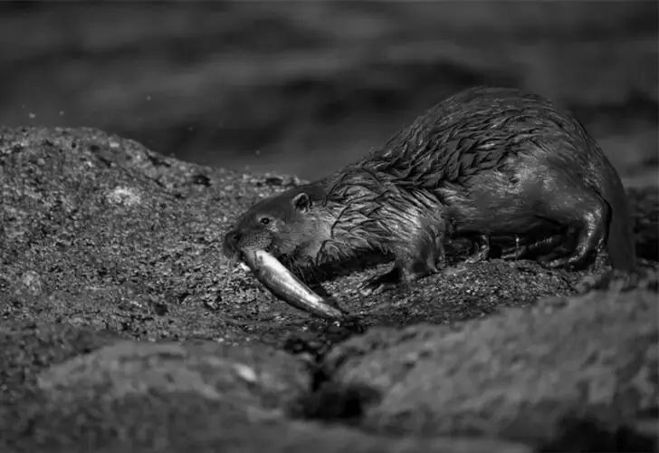 Sea Otter With The Munchies