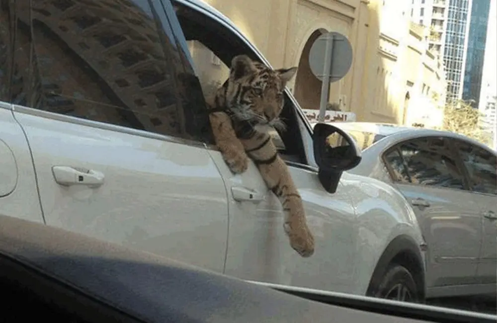 From Tiger Tails to Luxury Trails: Dubai’s Fierce Pet Revolution