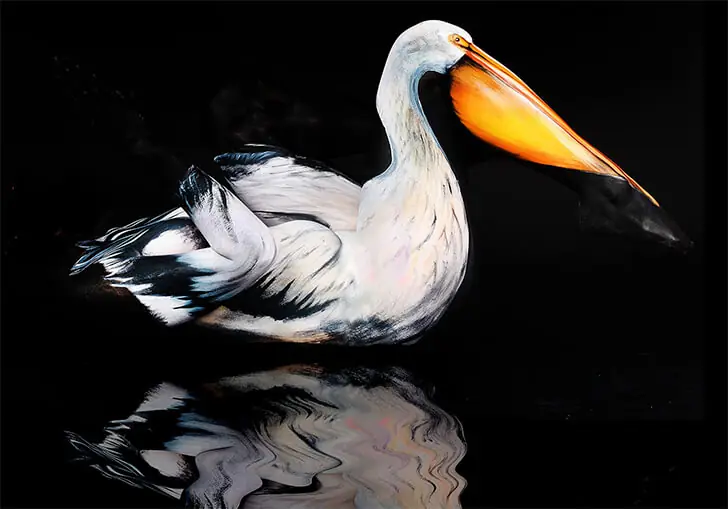 A Feathered Illusion