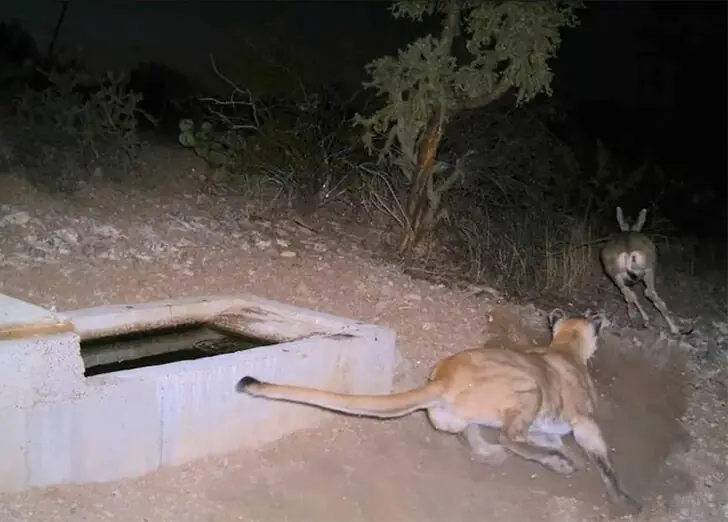 The Mountain Lion’s Favorite