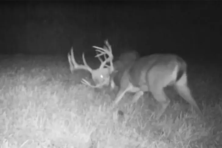 Battle of the Antlers