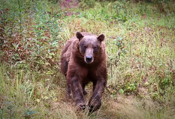 Killer Bear On The Loose!