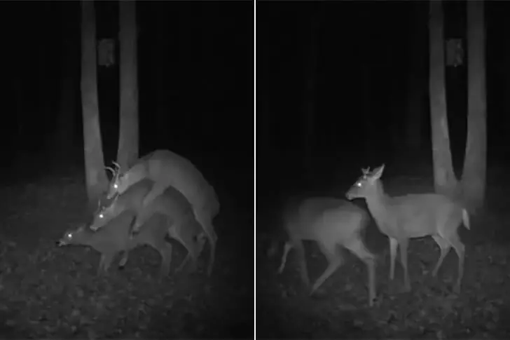 New Mating Styles