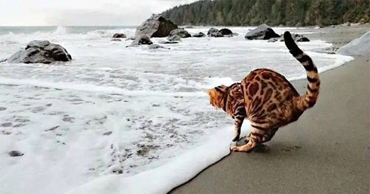The Hilarious Truth About Cats and Water