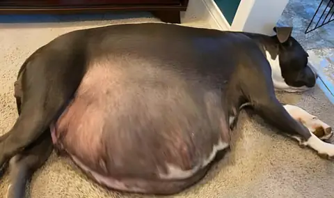 獣医も驚愕！生きてるのが奇跡の子犬たち、その驚きの理由とは？