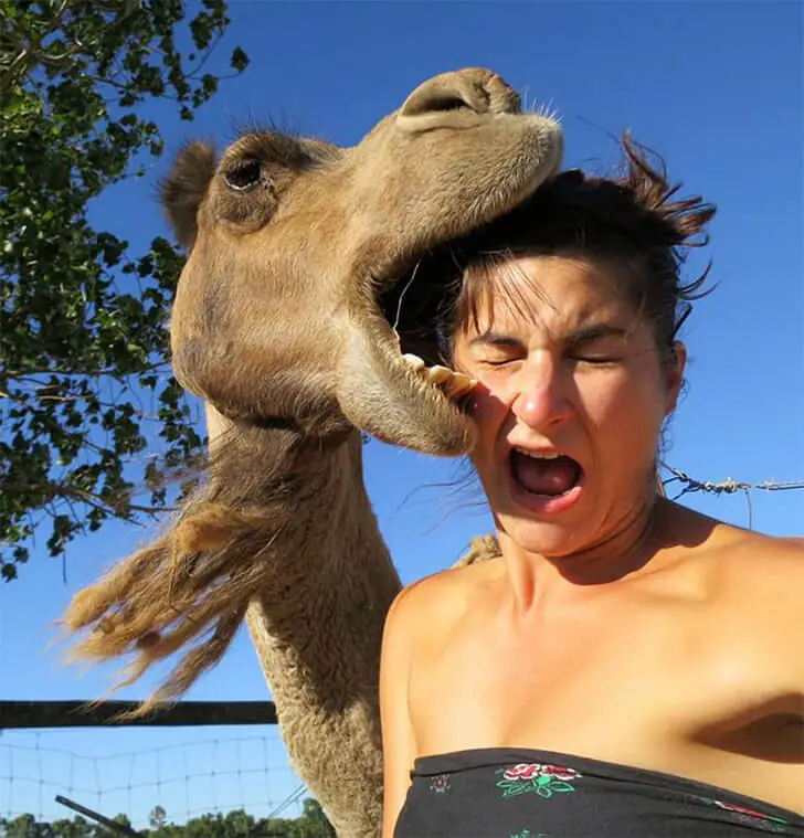 Unleashing the Wild Side of Camels