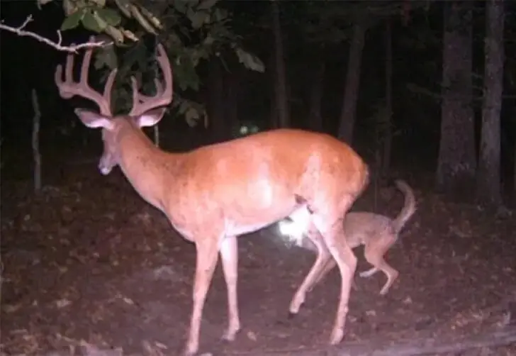 Buck Taken Down by Coyotes