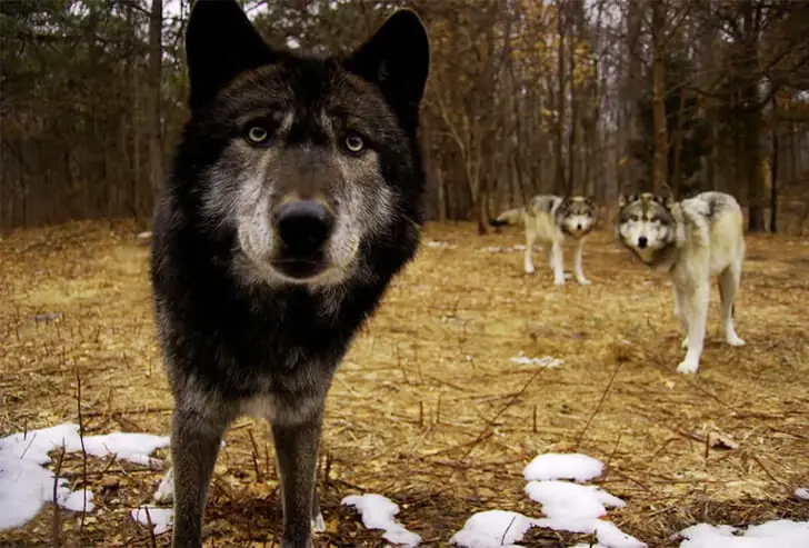 Curious Wolves