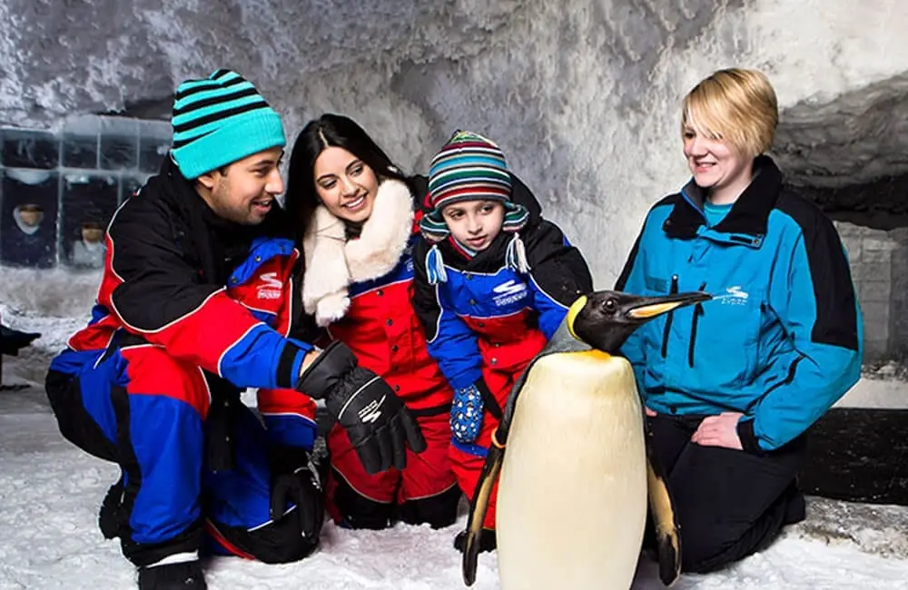 Chill with Penguins: Antarctic Oasis at Mall of the Emirates