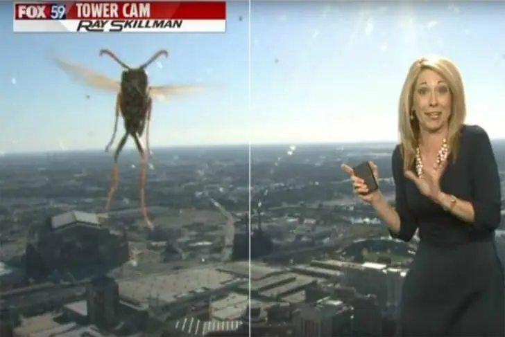 Wild Wild Meteorology