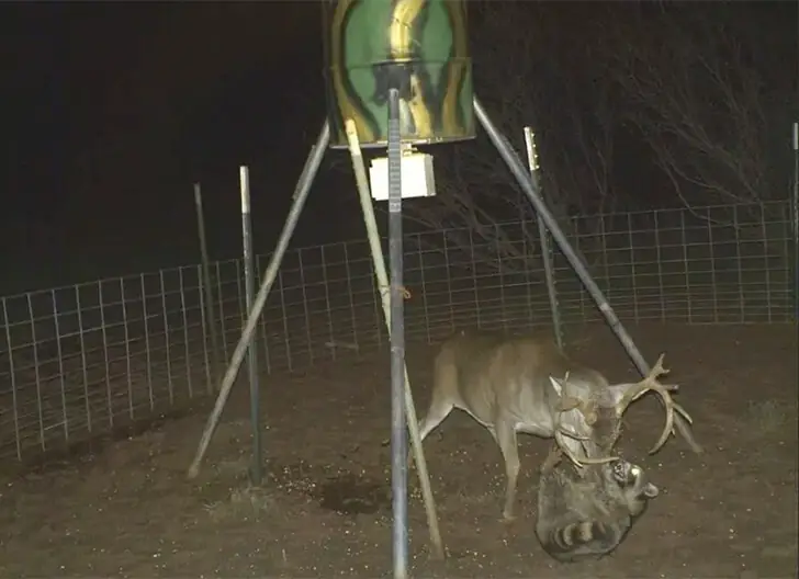 Battle for the Feeder