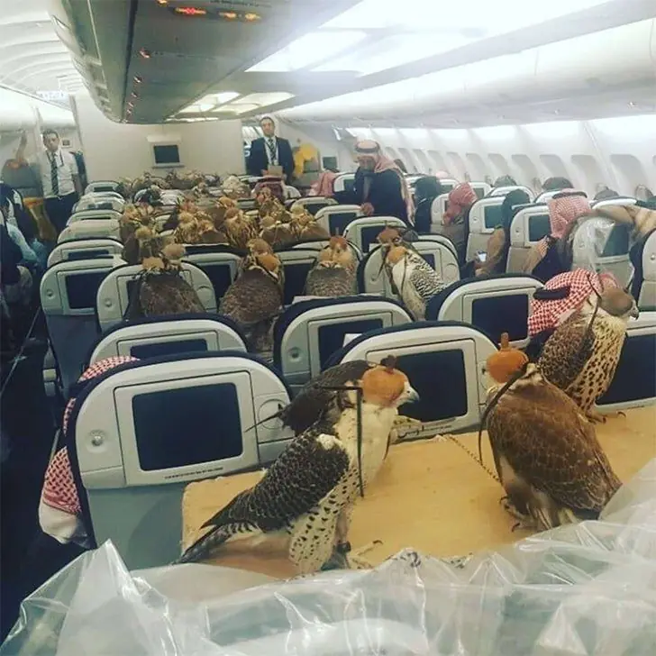 Un vuelo lleno de halcones