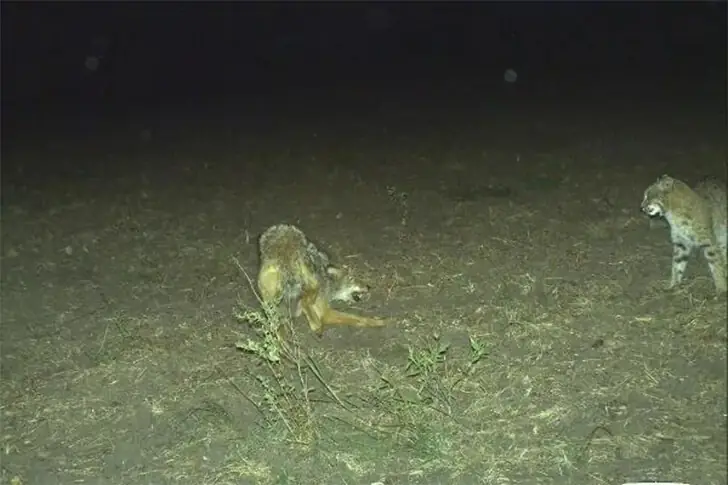 Bobcat VS Coyote