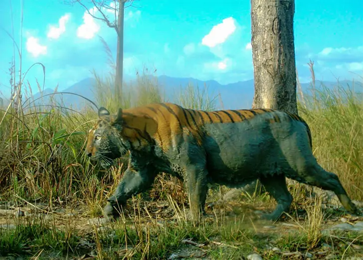 Unusual Tiger Stripes